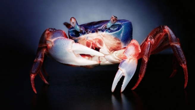 The blue crab is so named because of its sapphire-tinted claws. Its shell, or carapace, is actually a mottled brownish color, and mature females have red highlights on the tips of their pincers.