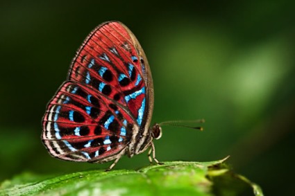 Butterflies use brilliant colors for a variety of purposes - to attract potential mates, to advertise their unpalatability, or to warn avian predators. They tend to occupy sunlit areas. Not so with the Malay Red Harlequin, which is normally seen only as a silhouette in the shadowy undergrowth.