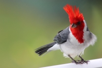 The red-crested cardinal gets its common name from its prominent red head and crest. Also known as the Brazilian Cardinal, it was introduced around 1930 from South America. It feeds on seeds, plant matter, insects and fruit.